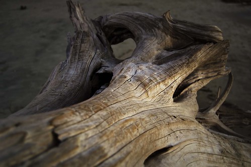 Driftwood by erickpineda527