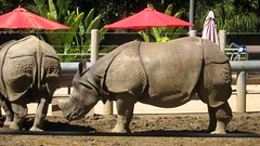 IMG_3664: Rhinoceros
