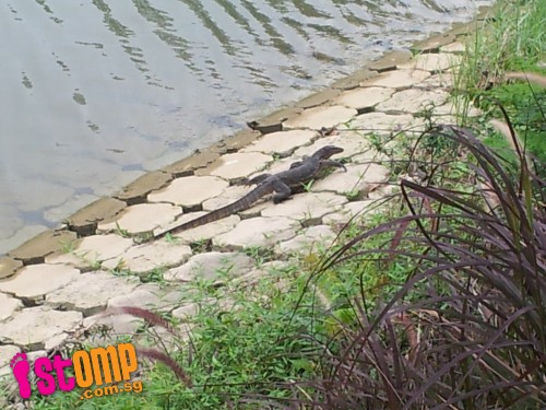 1m-long monitor lizard at Kallang River catches visitor by surprise 