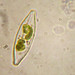 diatom2
