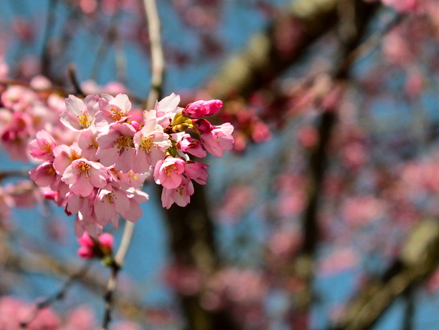 Cherry Blossoms 1