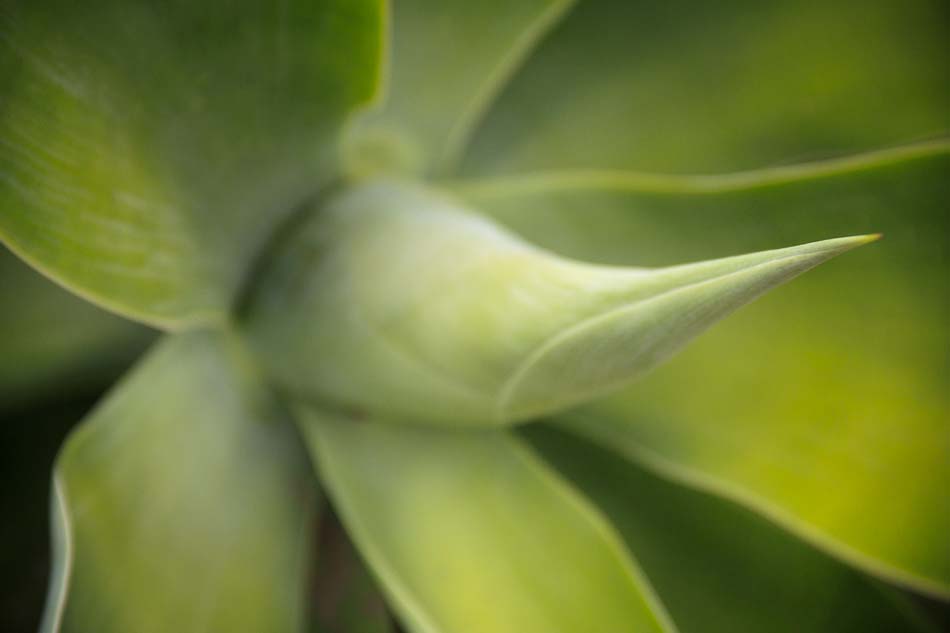 Travel Photo of the Week: Agave Plant in Antigua