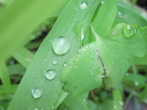 Raindrops on Blades of Grass