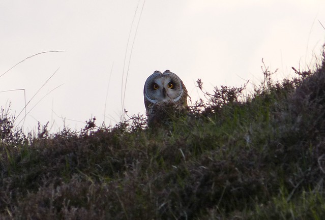 26969 - Short Eared Owl, Mull