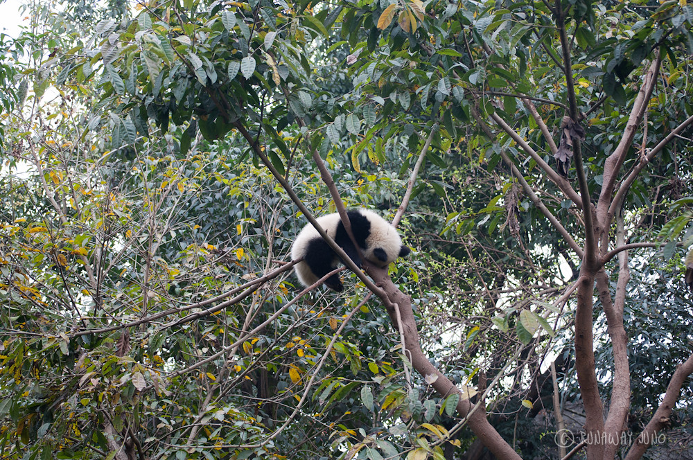 Panda_sleeping_on_the_tree_Chengdu_Sichuan_China