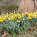 Daffodils - Mikes Shot