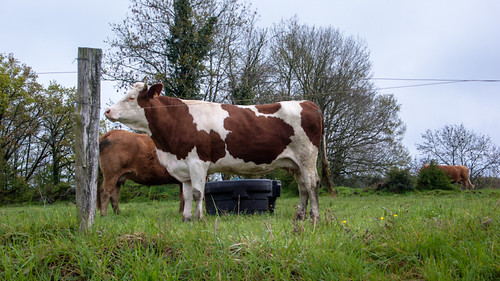 Two french cows, a montb?¬©liarde  and a Limousine