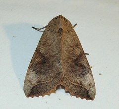 Moth (Tt)