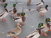 whats up, ducks