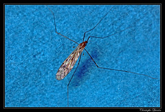 Diptera/Limoniidae