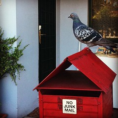 Read the sign, pigeon.