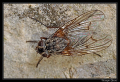 Diptera/Muscidae