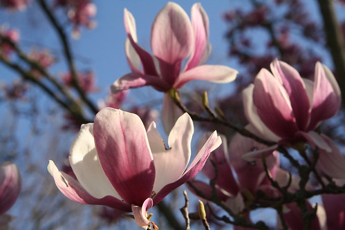 Neighbor's Magnolia, Bluest Sky