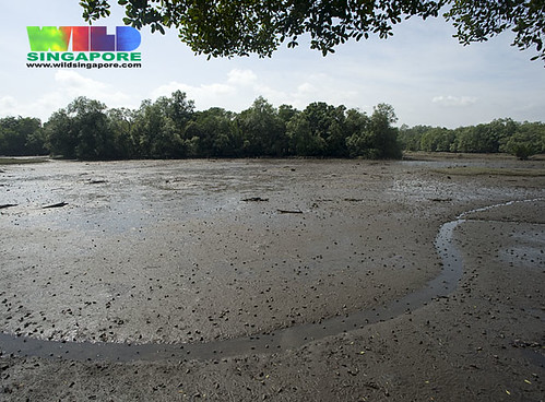 Mudflats at Sungei Buloh Wetland Reserve