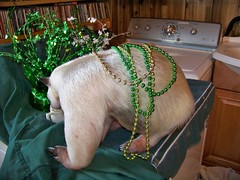 Decorating the anteater