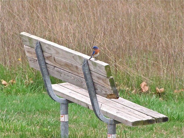 Eastern Bluebird at Ewing Park in Bloomington, IL