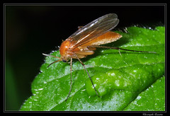 Diptera/Mycetophilidae