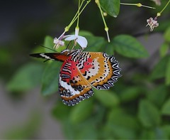 Thailand Butterflies 2015-16