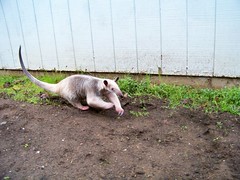 Fast anteater