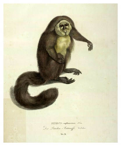 006-Simiarum et Vespertilionum Brasiliensium especies novae 1823- Baptist von Spix
