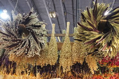 Dried weeds grown in Lancashire and sold expensively