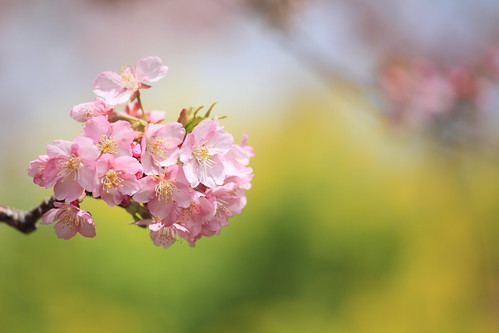 cherry blossoms by cate♪