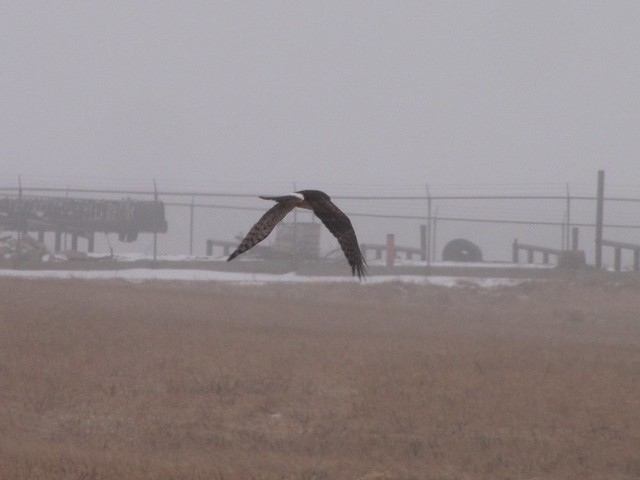 Northern Harrier at Lake Bloomington, IL 04
