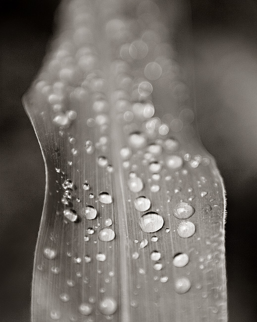 Water on corn leaf