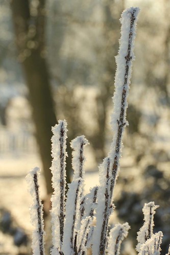 hoar frost stems 11 02 12