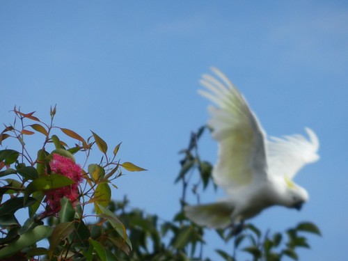 Cockatoo in flight