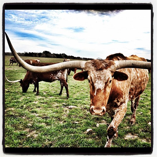 Longhorns #Texas #cows #igers #instagram #iphone4s #animals #cattle #iphoneTX #all_shots #instadaily #gang_family #jj #western #instagood #Yeehaw #beef #ranch #country #cowgirl #prairie #cowboy #iphoneonly #farm #snapseed #instaaddict #photooftheday #best