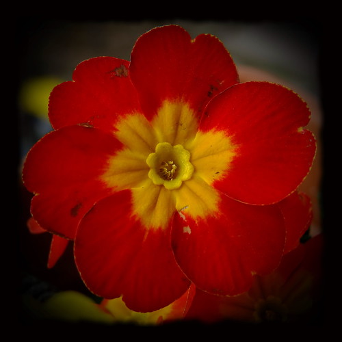 Thursday Flower 08.03.2012 by Harald52