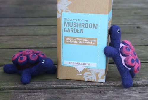 DIY Oyster Mushrooms