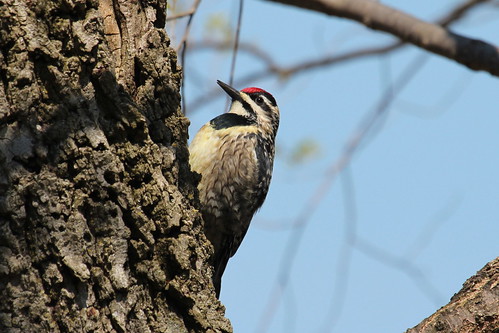 Yellow-bellied sapsucker by ricmcarthur