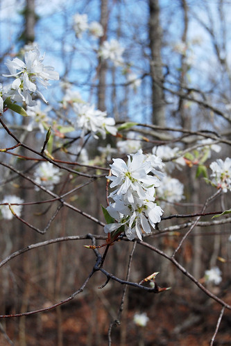 Picture of Serviceberry, Amelanchier arborea, a native white-flowering tree in the Ozarks. Picture taken at Bell Mountain Wilderness in Missouri