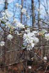 Serviceberry, Amelanchier arborea