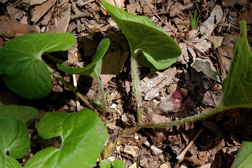 Wild Ginger, Asarum canadense, with bloom