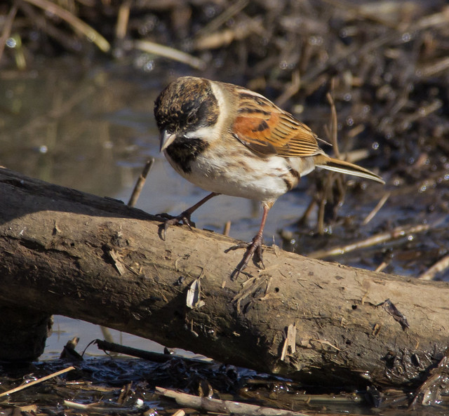 reed bunting on ground