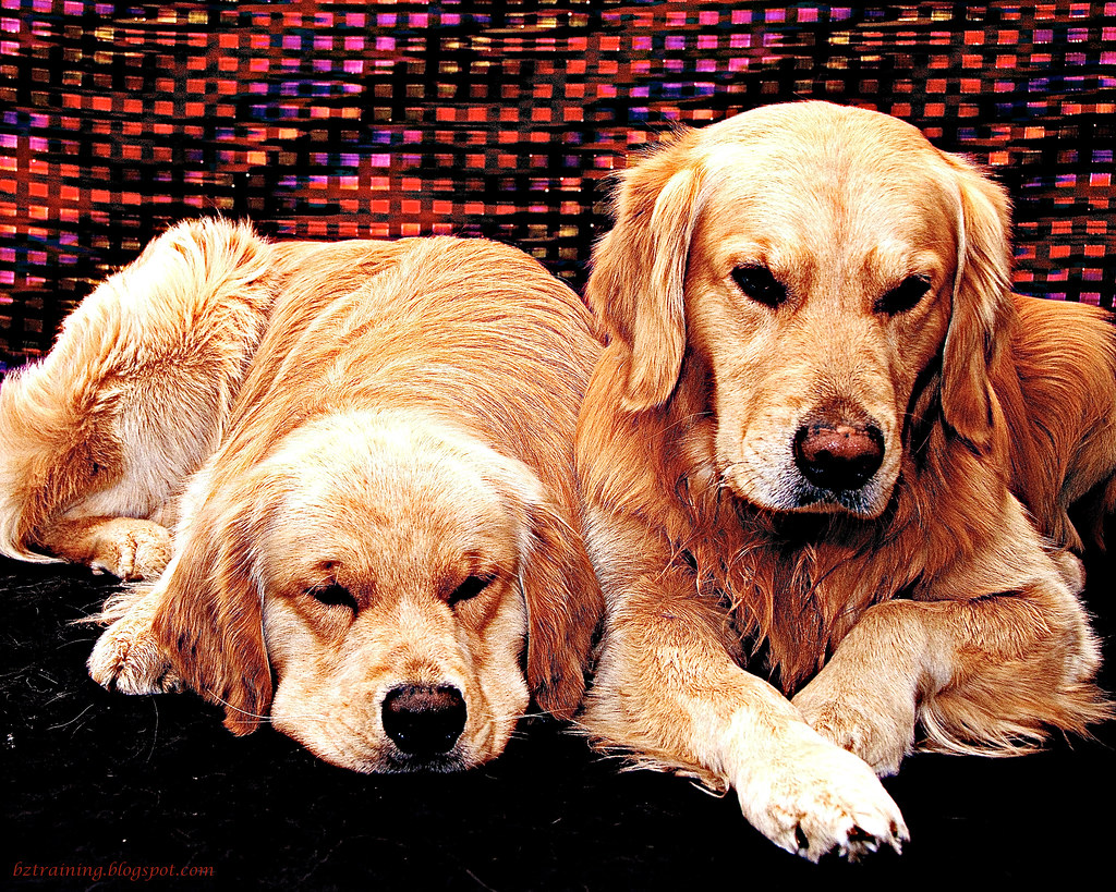 Goldens in Red