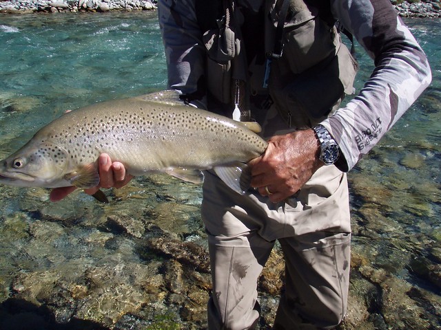 new zealand fly fishing for trout at cedar lodge