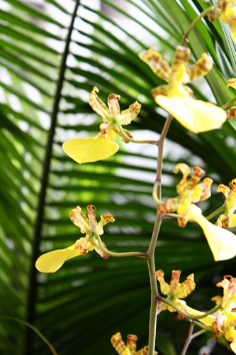 yellow-orchids