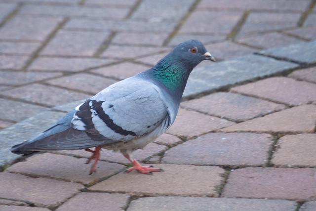110312_ Pigeon