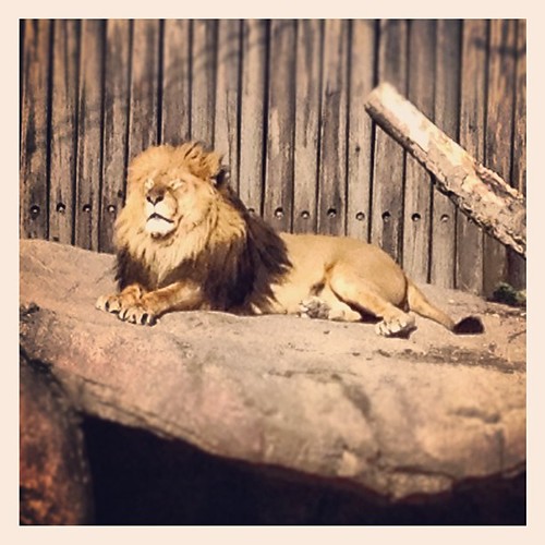 The lion has the same expression on his face as my dag gets when sunbathing.. @clemetzoo #sunshine #zoo #happyincle