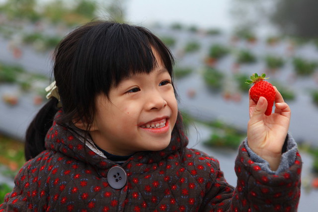 高山草莓  很愛採 II