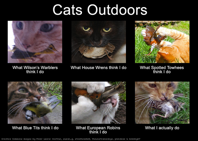 Cats Outdoors (original)