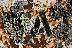lichen and rust
