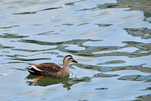 a wild duck by hyossie