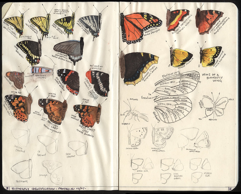 Butterfly Field Guide