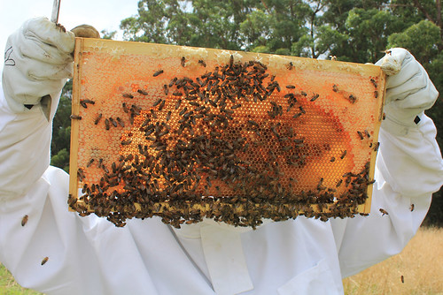 Bees make honey