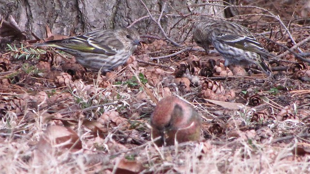 Pine Siskin and White-winged Crossbill at Greenwood Cemetery in Winnebago County, IL
